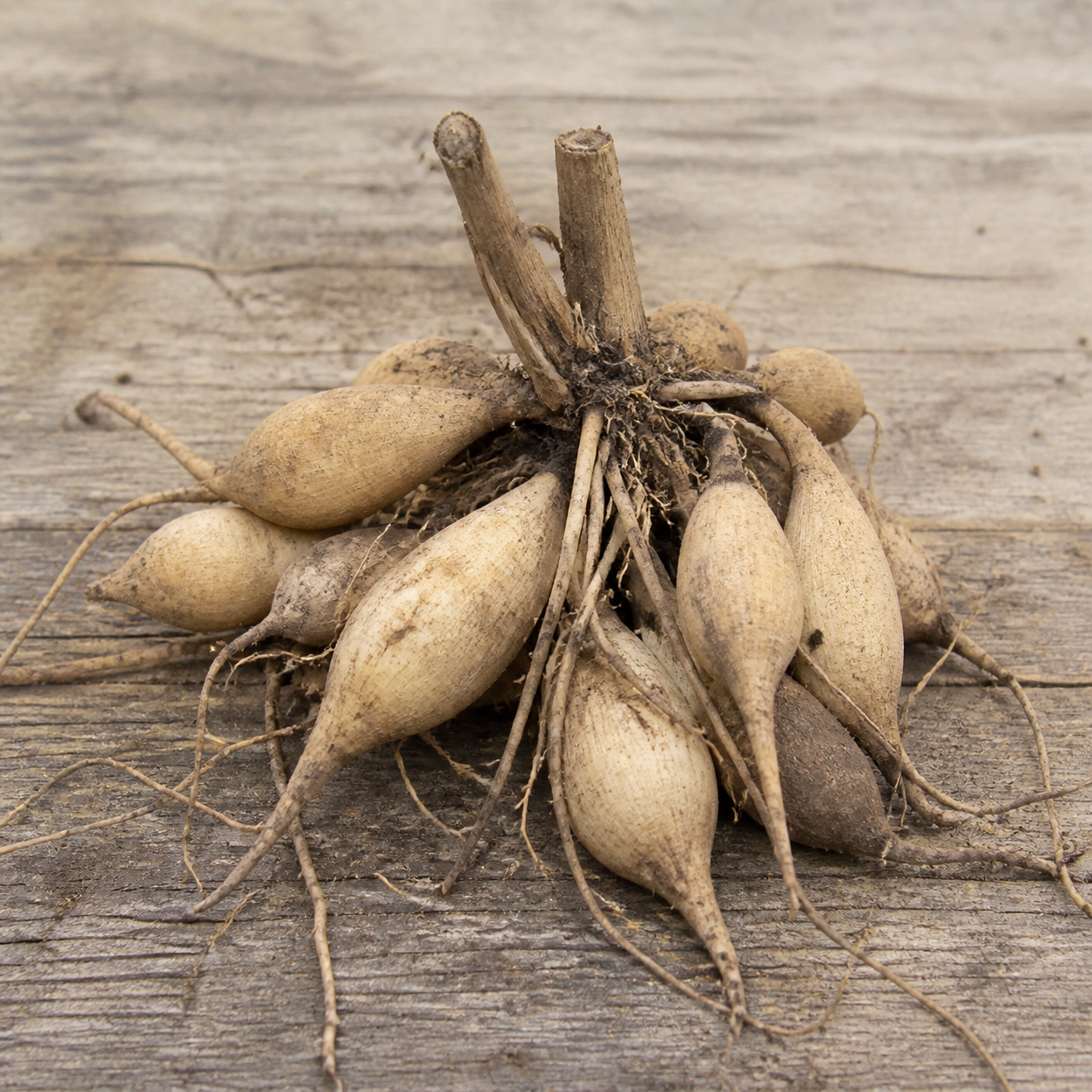 Dahlia tubers laid out for planting